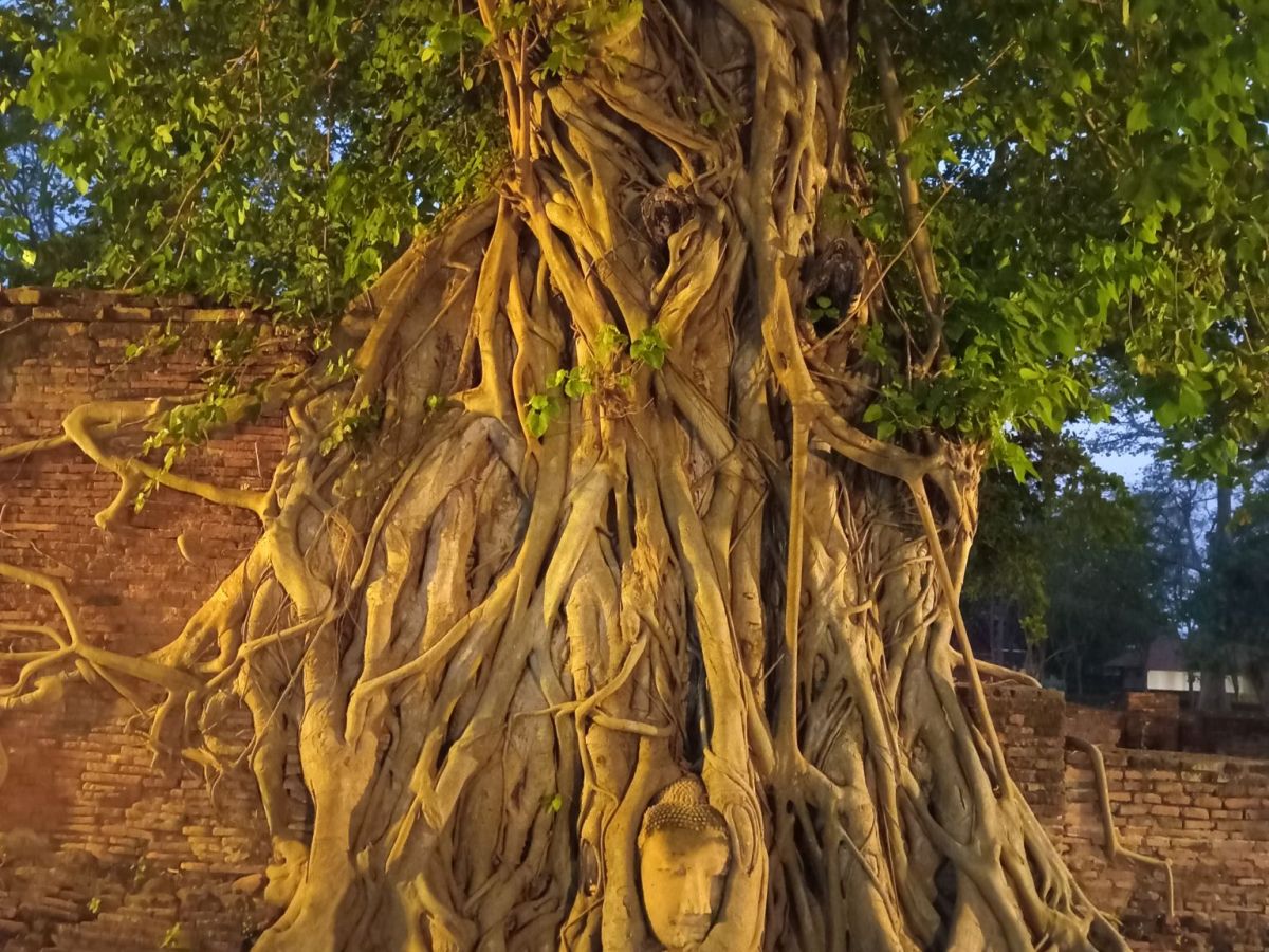 BEAUTIFUL BUDDHA ‘FACE’ THRIVING IN THE ROOTS OF RUINS AND THE COSMOLOGICAL SIGHTS AT ‘MOUNT MERU MANDALA’ OF THAILAND: The historic ruined’ city of the ‘Venice of the East’, Ayutthaya, towers, statues and Buddha’s head in the root trunk of an ancient Bodhi tree (Thailand Pilgrimage V)